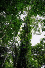 Obraz premium green selva amazonia bosque