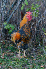 Black-red cock stands on the lawn with his head raised