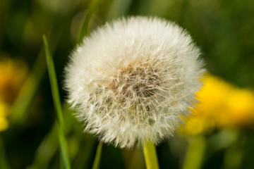 Close up of a Dandelion (Latin: Taraxacum) with dry head ball (seadhead) on the green meadow in summer. Estonia, Europe.