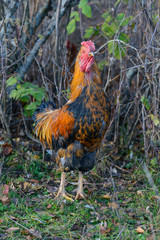 Black-red cock stands on the lawn with his head raised