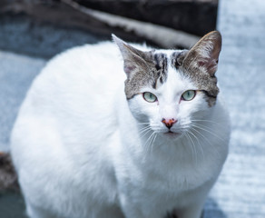 Obraz na płótnie Canvas cat with blue eyes