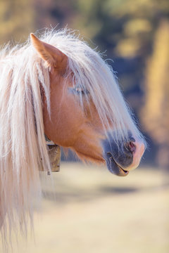 Beautiful Shaggy Horse At Summer Sunny Day, Closeup Head Portrait