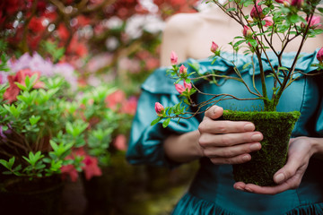Close-up hands hold a flowerpot covered with moss. Beautiful romantic young woman in a greenhouse with azaleas. Art portrait of a girl wearing blue magnificent vintage dress.