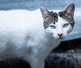 cat with blue eyes