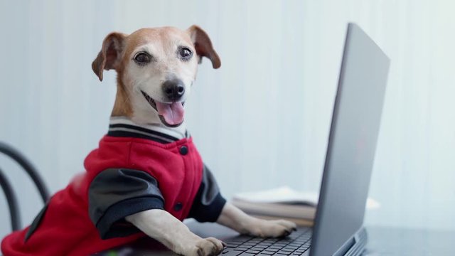 Happy dog in red jumper looking to the camera using computer. Work from home freelancer concept. Video footage. Adorable pet Jack Russell terrier with friendly smile. Pet clothes. Dressed dog
