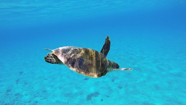 Smooth shot of a sea turtle swimming in a crystal clear blue ocean in slow motion underwater