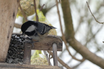 Tannenmeise am Vogelhäuschen