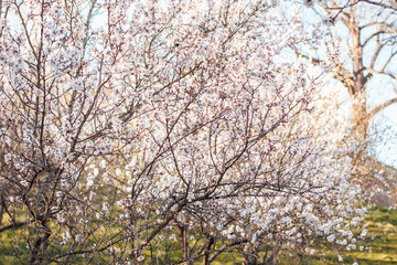 Beautiful blooming white almond tree