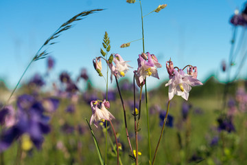 delicate close-up of blooming granny's bonnet (aquilegia) in a natural garden setting, showcasing...