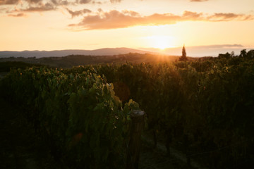 Vineyard in Tuscany, Italy at dusk