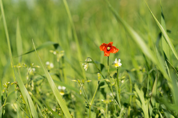 Single tiny red poppy in green meadow during sunrise surrounded by other small field flowers. Sun is creating nice green shades around single beautiful flower. Estonia, Baltic, Europe.