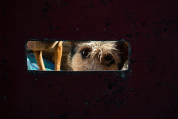 Dogs eyes in the fence of a shelter for stray animals