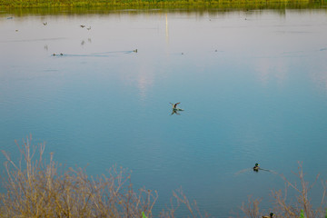 Lake for recycling and purifying water, with ducks and plants