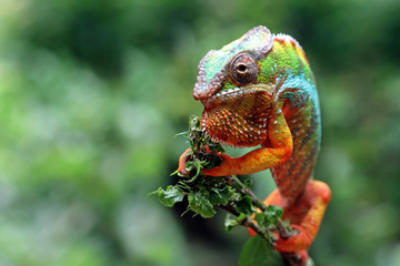 Beautiful color of chameleon panther