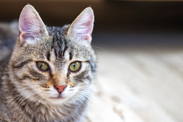Obraz premium Shallow depth of field. Cat. Focus on the nose. Close-up.
