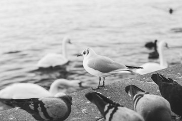 Seagulls sitting on the embankment