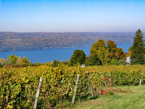 Vineyard over Seneca Lake