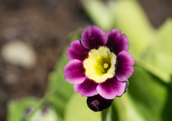 Pink flower of common primrose (Latin: Primula vulgaris, family Primulaceae), also English primrose. Beautiful spring flower in the garden. Purple violet blossom with bright yellow inside. Sunny day.