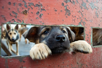 Dogs eyes in the fence of a shelter for stray animals
