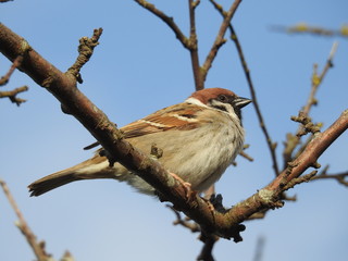 sparrow on branch