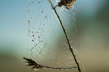 Classical cobweb with water pearls early morning on the green meadow. Water drops reflecting rising sun. Green foliage background. Estonia, European Union.