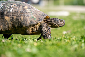 Obraz premium Schildkröte in Athen