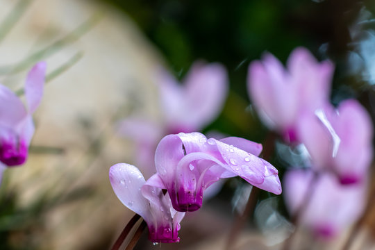 White and pink cyclamen flowers with small drops of dew on petals blurred background