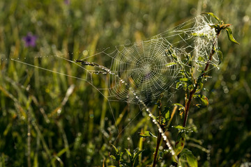 Classical cobweb with water pearls early morning on the green meadow. Water drops reflecting rising sun. Green foliage background. Estonia, European Union.