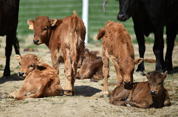 un toro español con mirada desafiante  en una plaza  de toros