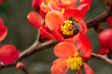 abeille butinant une fleur de cognassier 