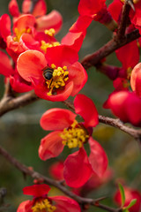 Obraz premium abeille butinant une fleur de cognassier 