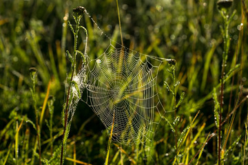 Classical cobweb with water pearls early morning on the green meadow. Water drops reflecting rising sun. Green foliage background. Estonia, European Union.