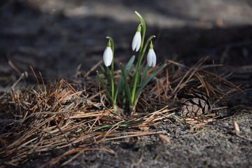 Snowdrop with a pine cone in early spring.