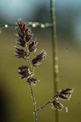 Close up photos of the cobwebs with water drops on the early morning grassland. Water drops reflecting rising sun. Green blue blurred background. Estonia, European Union.