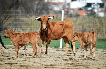 vaca brava en el campo