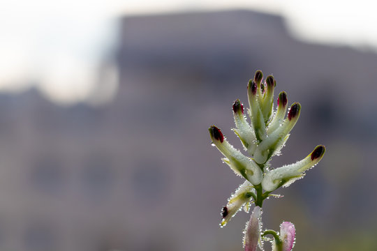 Fumaria capreolata, the white ramping fumitory, close-up on dew drops on the flower and leaves, blurred background.
