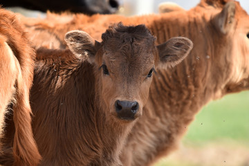 vaca brava en el campo