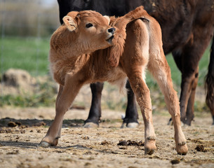 young bull in the cattle raising