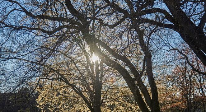 Frühlingssonne scheint durch Baumkronen © Kostas Koufogiorgos