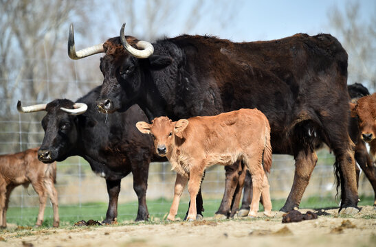 Toros Bravos En Una Ganaderia En España