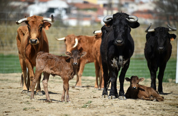 toros bravos en una ganaderia en españa