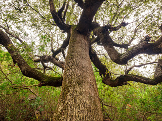 Fototapeta na wymiar Detail of the trunk of a majestic and ancient holm oak seen from below, on the path of Cala Goloritzé that leads to the famous beach