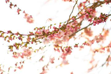 Obraz na płótnie Canvas cherry tree blossom in spring