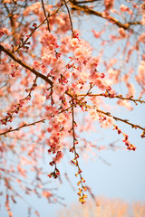 pink blossoms on spring, cherry tree in bloom