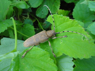snail on a leaf