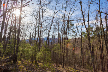 Forest. Spring  landscape