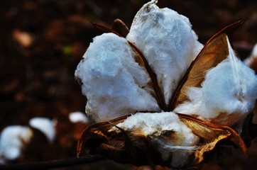 cotton flower