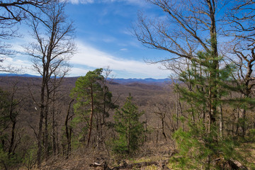 Forest. Spring  landscape