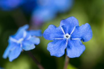 Beautiful bright blue blossom on green bokeh background. Forget me not. Sort: Myosotis Mon Amie Blue. Family Boraginaceae. 