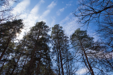 Forest. Spring  landscape